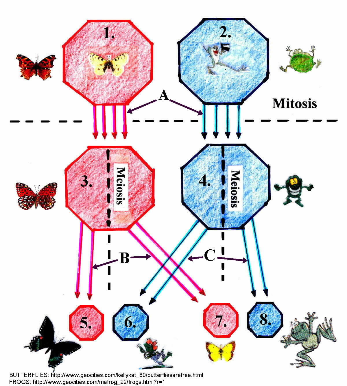 Chap 02 p06 - Fig 03 - Mitosis & Meiosis